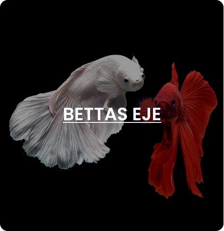 Eje Beta Fish